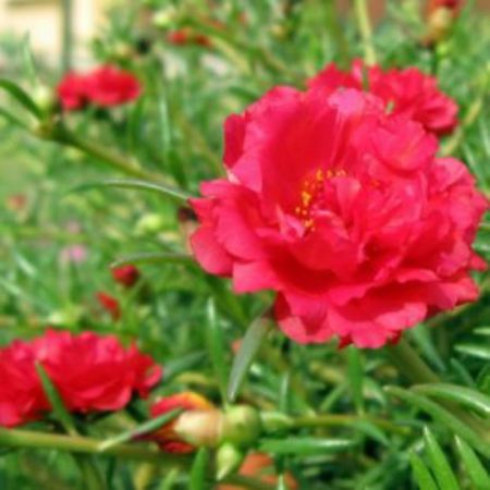 Portulaca, 10 O Clock (Sunrise),But rose  - Plant