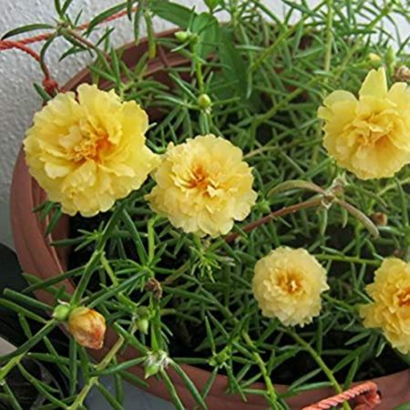Portulaca Oleracea, 10 O Clock (Yellow),Butrose - Plant