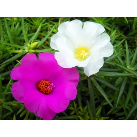 Portulaca, 9 O Clock (Any Color),But rose  - Plant
