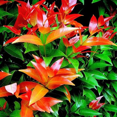 Syzygium Campanulatum, Christina tree -PLANT