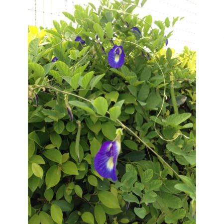 Sangu Poo , Gokarna (Blue) - Plant