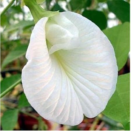 Sangu Poo , Gokarna (White ) - Plant