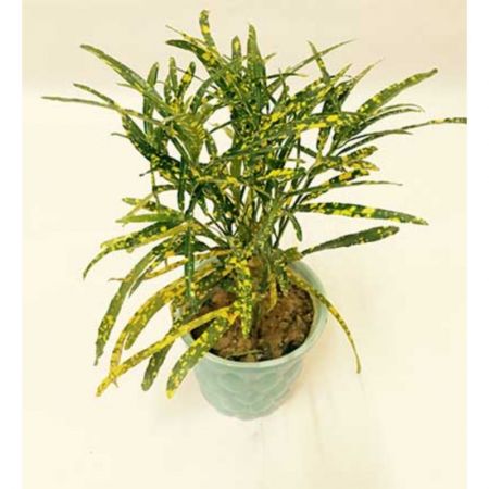 Croton Gold Dust Big  Leaves  - Plant with nursery cover
