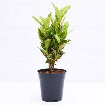 Croton Gold Dust Thin Leaves  - Plant with nursery cover