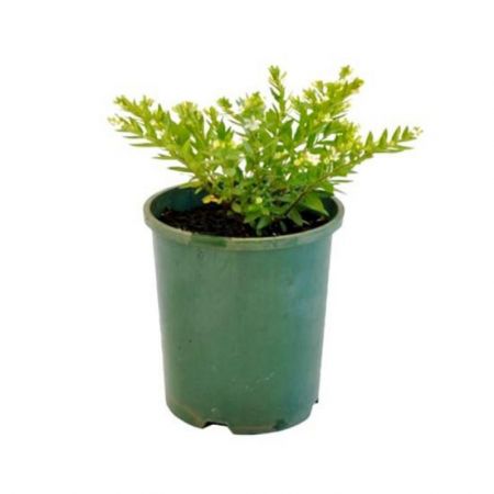 Cuphea Hyssopifolia ,Koinal White -Plant