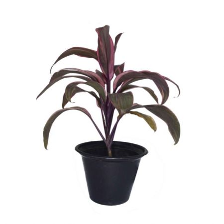 Dracaena Mahatma Varigated - Plant