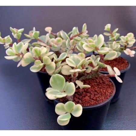 Jade plant (Green) - with 4 inch pot