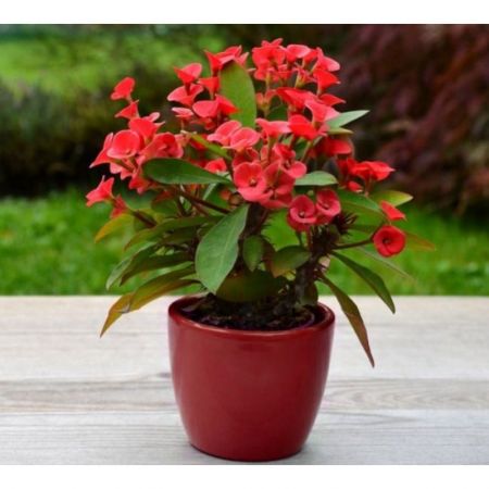 Euphorbia milli (Red) - Succulent Plant