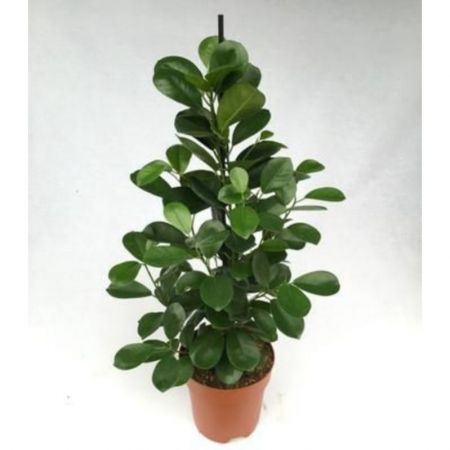 Ficus Moclame