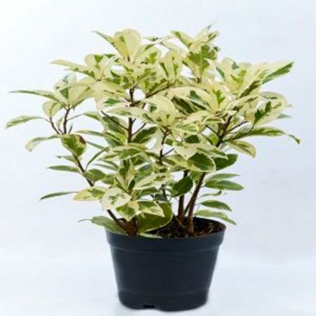 Ficus Safari, Weeping Fig - Plant