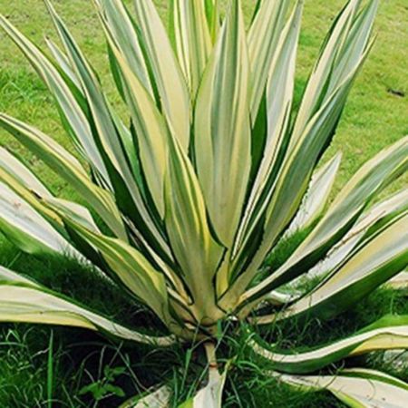 Furkeria - Succulent Plant