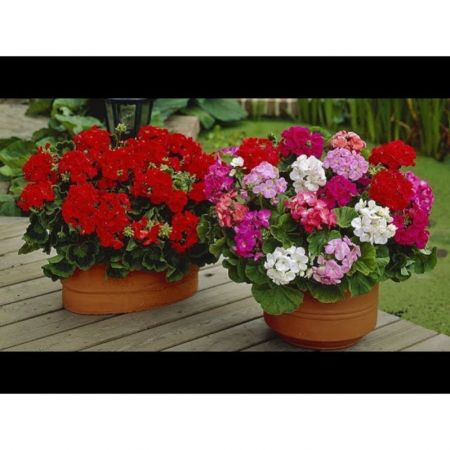 Geranium, Pelargonium- Plant