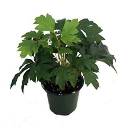 Grape Ivy, Boston ivy, Parthenocissus tricuspidata - Plant