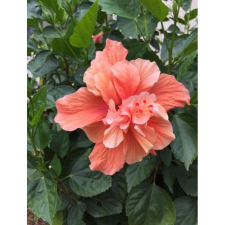 Hibiscus, Gudhal Flower (Peach Double) - Plant with nursery cover