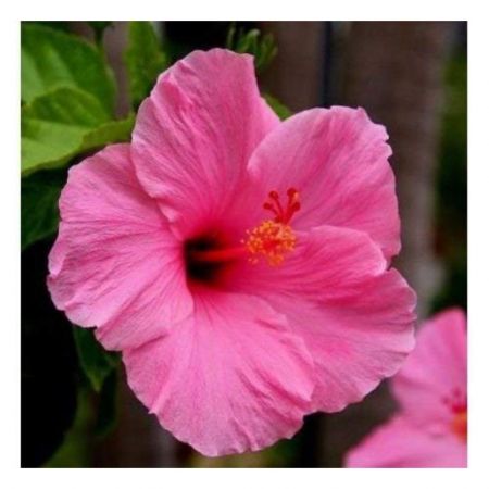 Hibiscus, Hawaiian  Gudhal Flower (Pink) - Plant with 8 inch pot