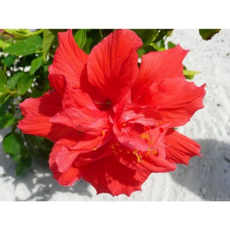 Hibiscus, Gudhal Flower (Red Double) - Plant with nursery cover