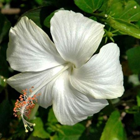 Hibiscus, Gudhal Flower (White) - Plant