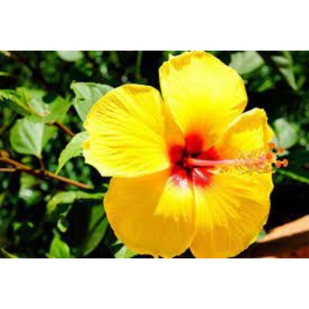 Hibiscus, Hawaiian Gudhal Flower (Yellow red) - Plant with 8 inch pot