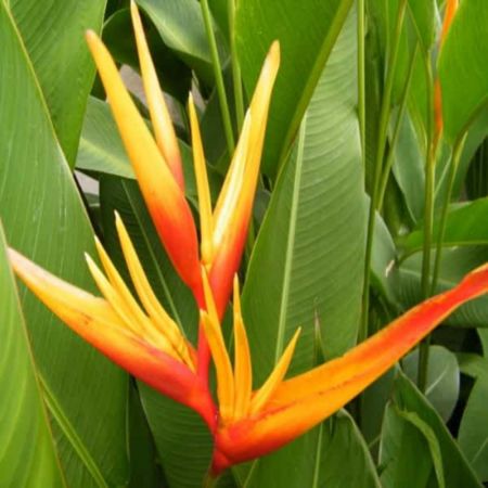Heliconia psittacorum, Lobster-claws, Toucan beak -Plant