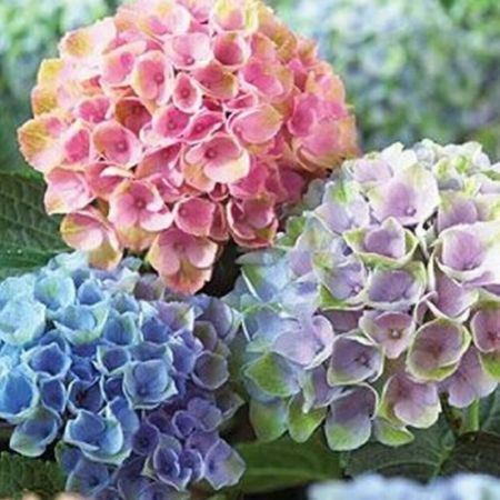 Hydrangea macrophylla , French hydrangea - Plant