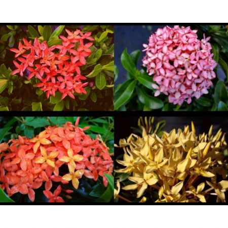 Ixora Mini Dwarf mix color, West Indian Jasmine- Plant