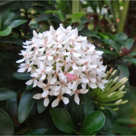 Ixora Mini Dwarf white- Plant with nursery cover