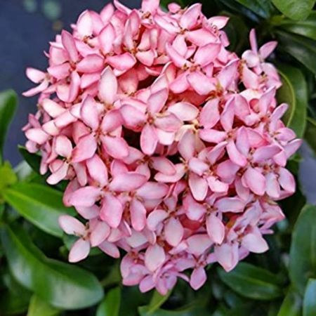 Ixora Mini Dwarf Pink, West Indian Jasmine- Plant with nursery cover