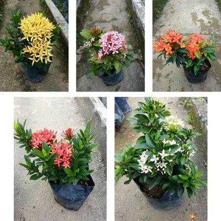 Ixora Mini Dwarf  any colour, West Indian Jasmine- Plant