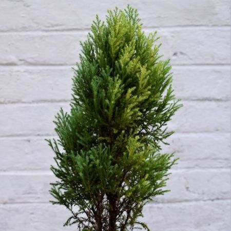 Juniper, Juniperous Erecta - Plant