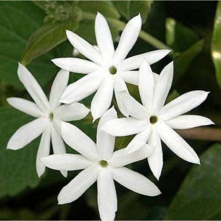Star Jasmine - Plant (Iruvatchi Malli)