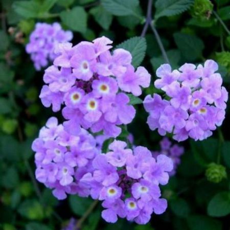 Lantana camara (Lavender color) - Plant with nursery cover