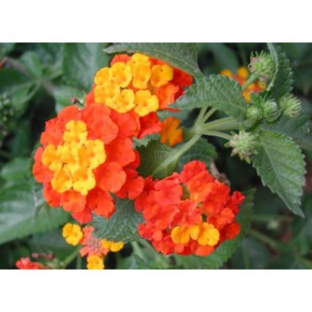 Lantana camara (Red, ) - Plant with nursery cover