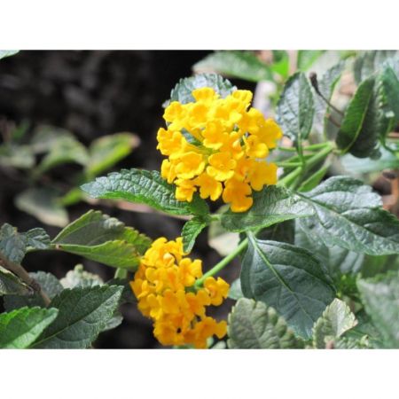 Lantana camara (Yellow) - Plant with nursery cover