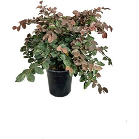 Loropetalum, Chinese fringe flower, - Plant