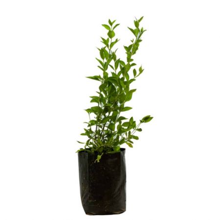 Maruthani -Plant with nursery cover (henna)