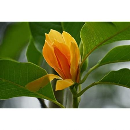 Senbagam Flower Plant