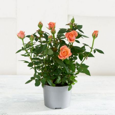 Miniature Rose, Button Rose - plant