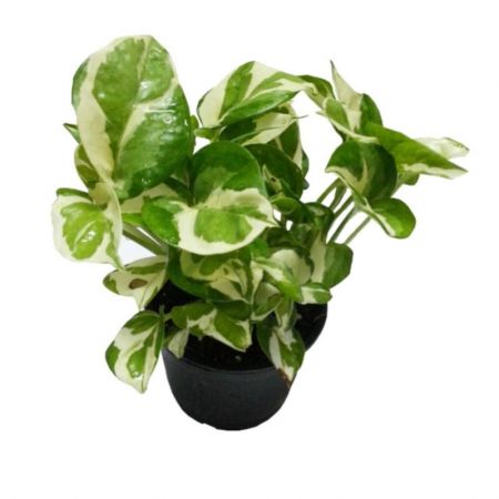 Money plant marble prince, Scindapsus n joy - Plant