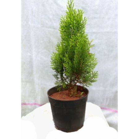 Morpankhi, Thuja Compacta - Plant