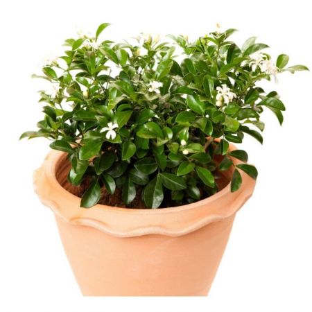 Murraya Paniculata-Plant 