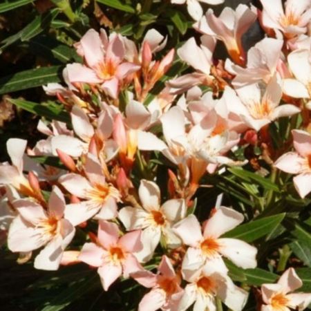 Arali peach color Flower Plant (Kaner Dwarf, Nerium Oleander (Peach, Dwarf) - Plant) with nursery cover