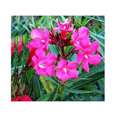 Arali Flower Plant ( Nerium Oleander (Pink, Single) ) with nursery cover