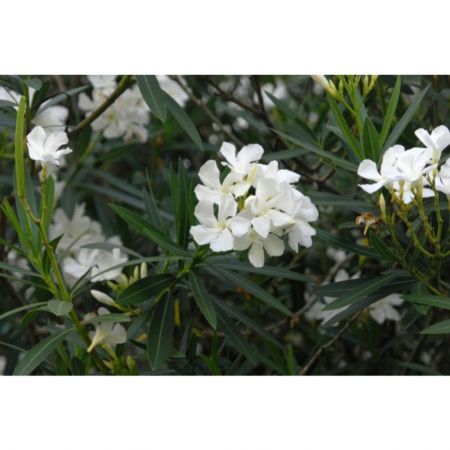 Arali Flower Plant (Kaner, Nerium Oleander (White, Single) - Plant) with nursery cover