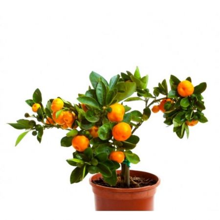Ornamental Orange Fruit (Green Leaves)