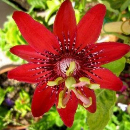 Passiflora Sherry (Red) - Plant