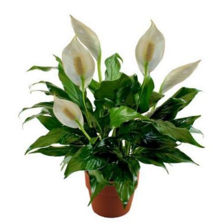 Peace Lily, Spathiphyllum -plant
