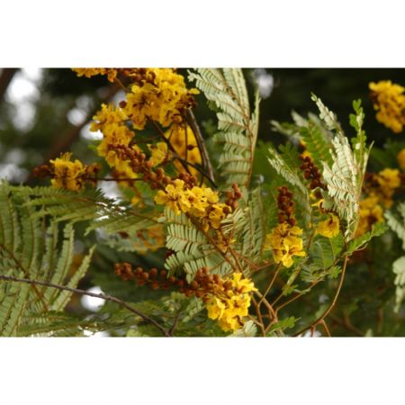 Peela Gulmohar,Peltophorum pterocarpum  - Plant