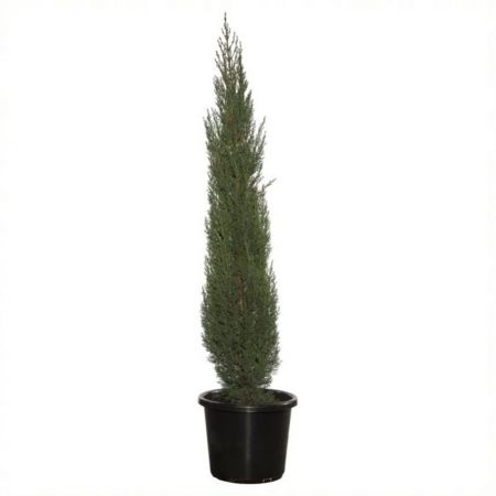 Pencil Pine Cypress, Pinus -plant