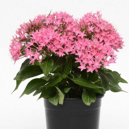 Pentas Plant Pink with nursery cover