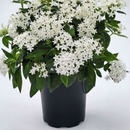 Pentas Plant White with nursery cover